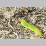 Ammophila sabulosa - Sandwespe 64n Sandwespe-beim-Raupendiebstahl-Sandgrube-Niedringhaussee.jpg